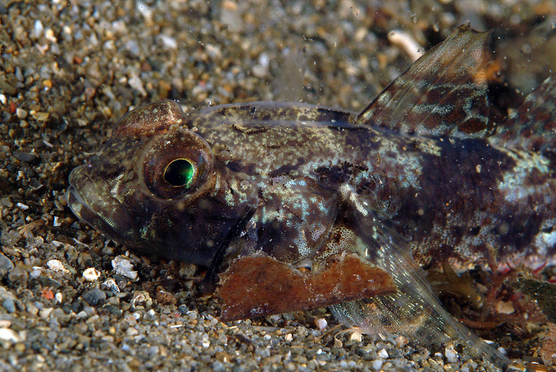 Gobius niger e Gobius incognitus